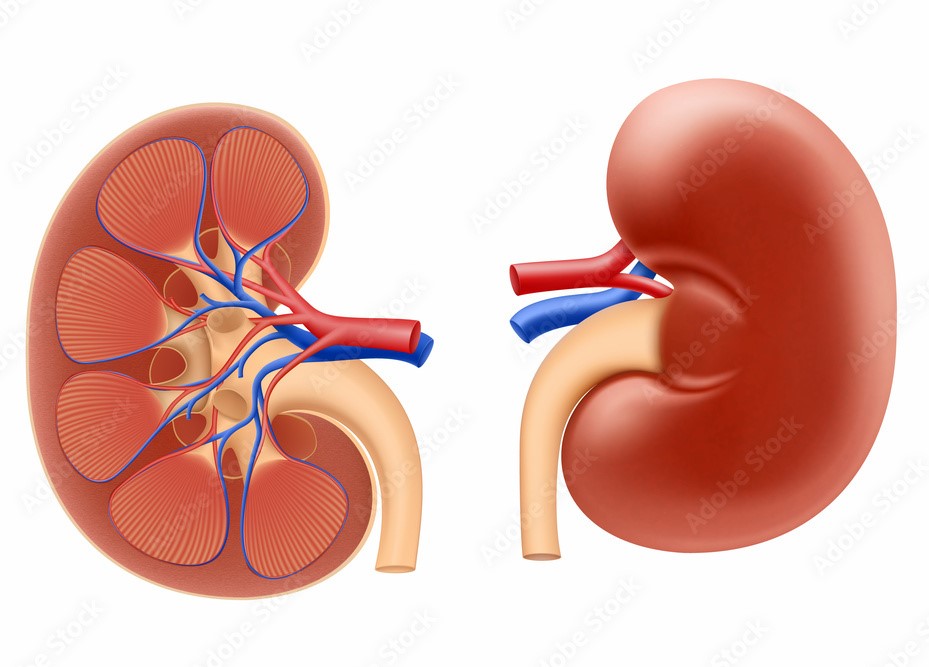 kidney